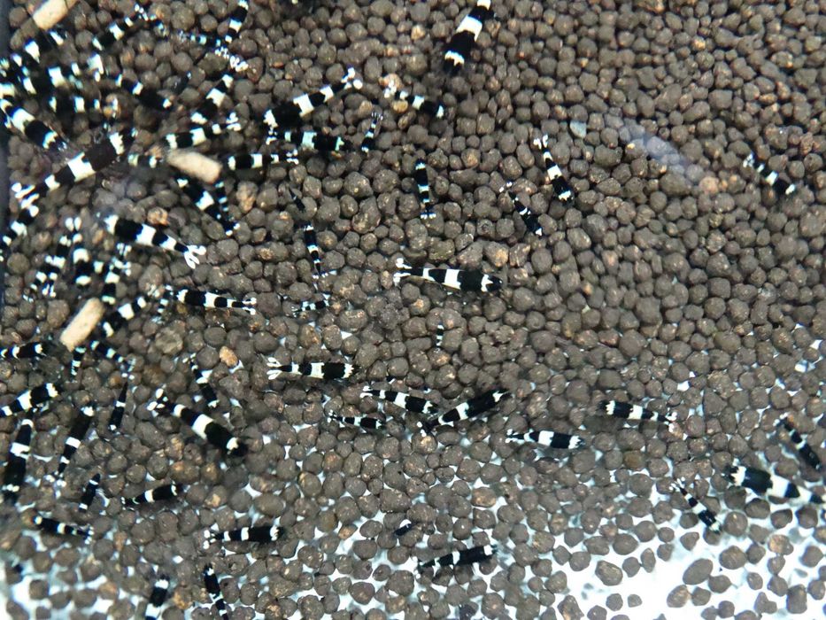 Krewetki Caridina Taiwan Bee Panda ZAMIANA GRATIS PROMOCJA