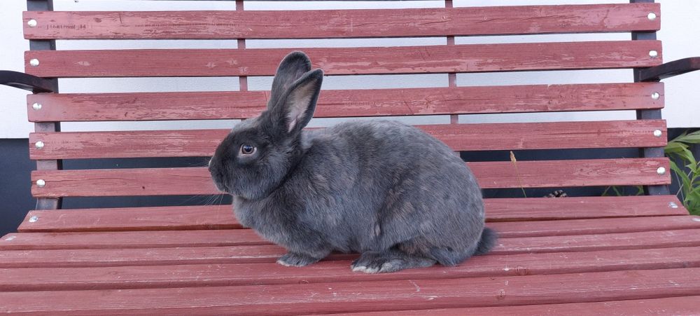 Sprzedam królika wiedeńskiegol