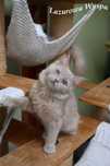 Yaro Ragdoll mink/solid