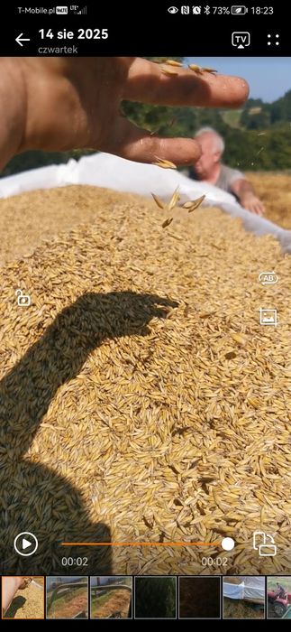 Sprzedam owies tegoroczny