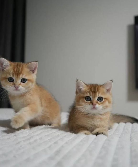 Золота шиншила продаж