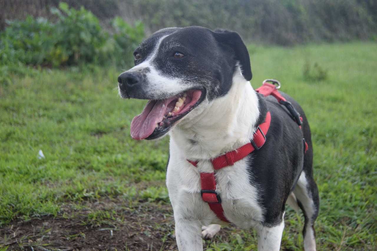 Minnie - Cadela Média para adoção