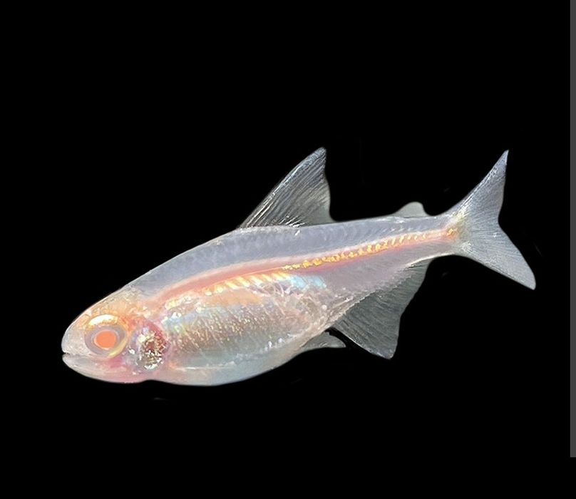 Tetra rosa Albino