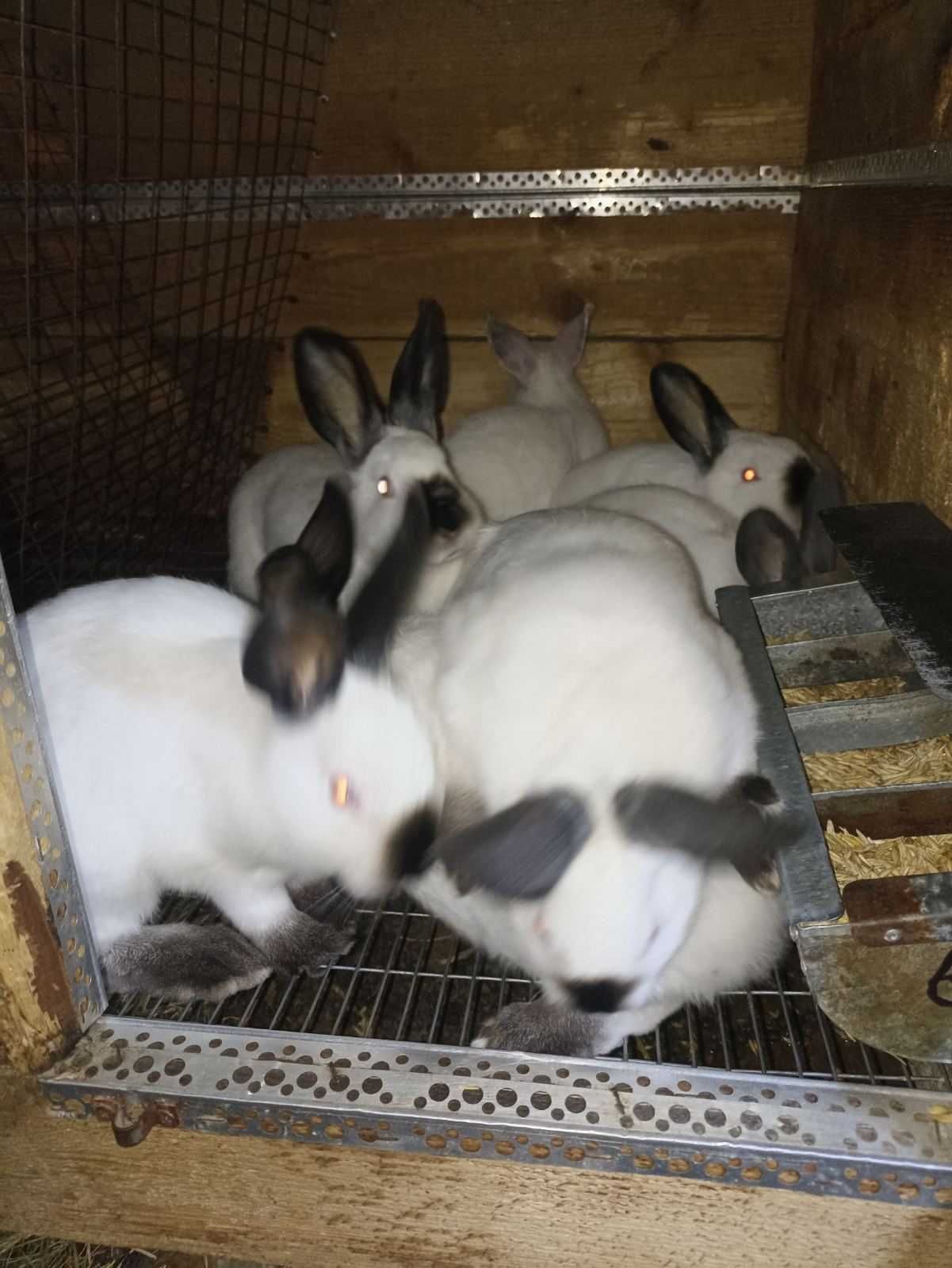 Продам кроликів породи Каліфорнійці