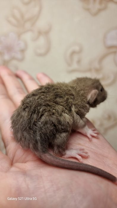 Крыса рекс шоколад девочка