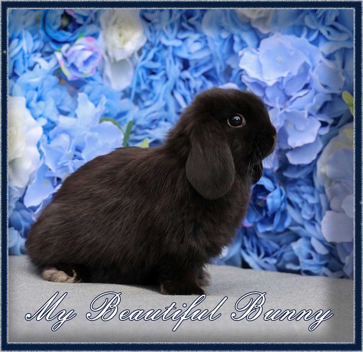 Piękny Króliczek 100% Mini Lop - Black