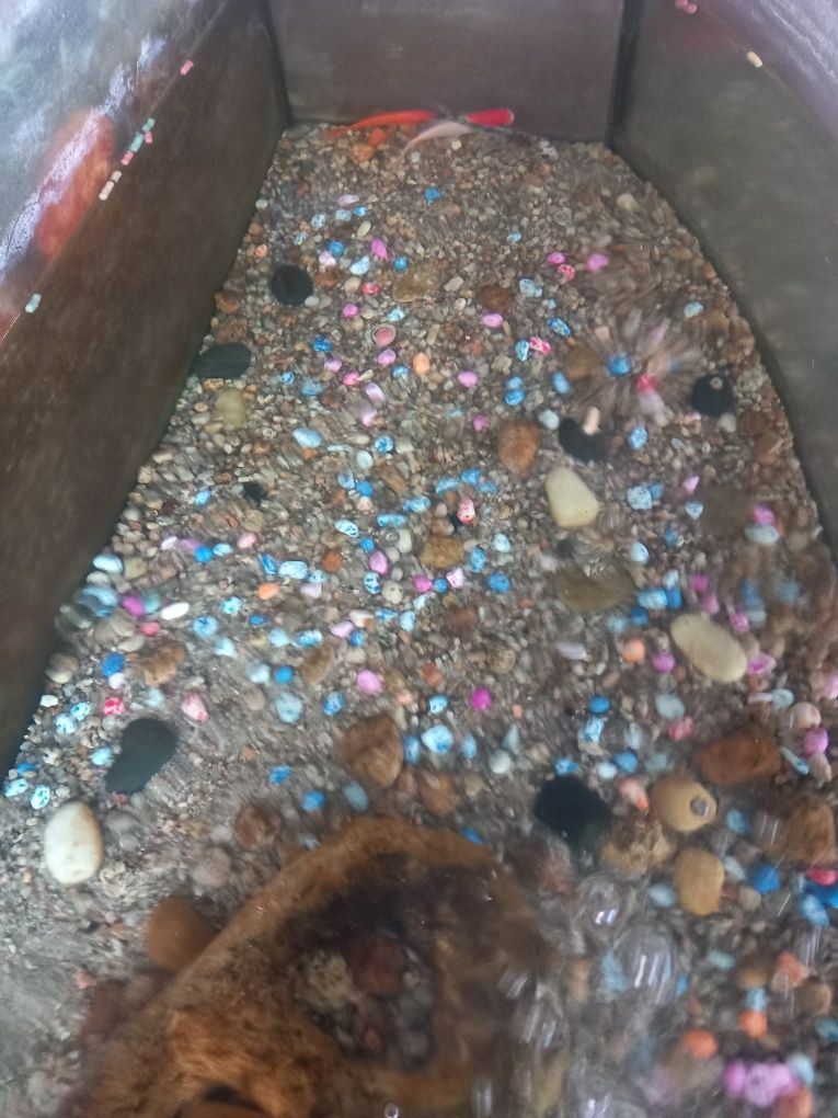Vendo aquario de 150L com peixes