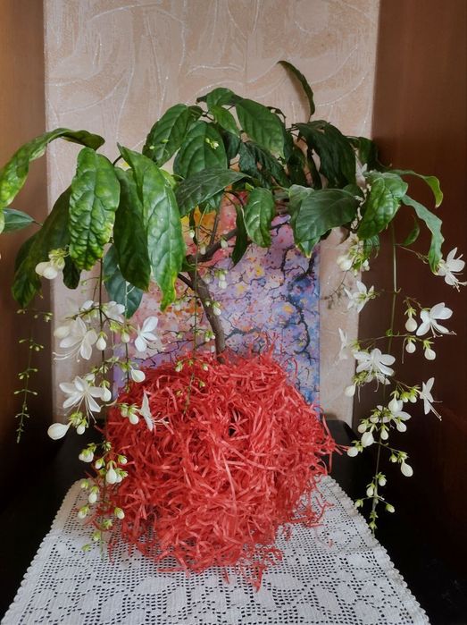 Клеродендрум Шмидта (Цепи Славы)