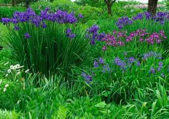 Многолетние цветы и кустарники для сада ВСЕ по 20 грн