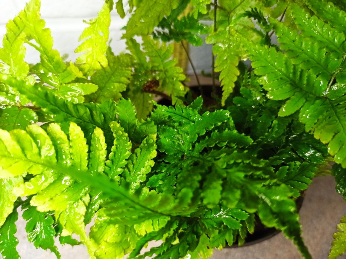 Дріоптеріс  (Dryopteris)