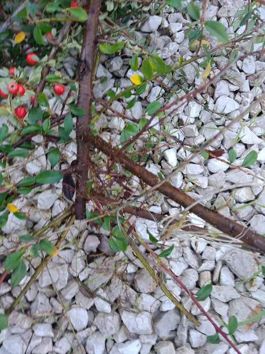 Planta cotoneaster