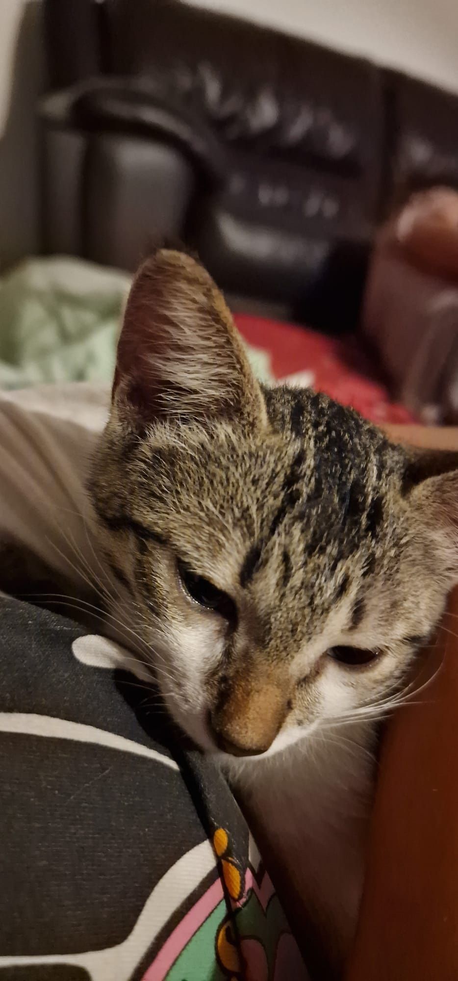 2 gatinhas lindas para adotar