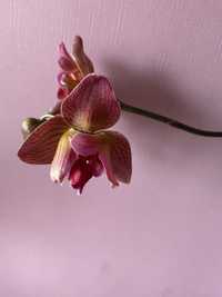 Орхідея триліпс квітуча