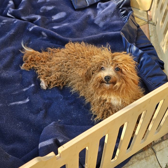 Девочка мальтипу 5 мес полностью привита готова к переезду есть достав