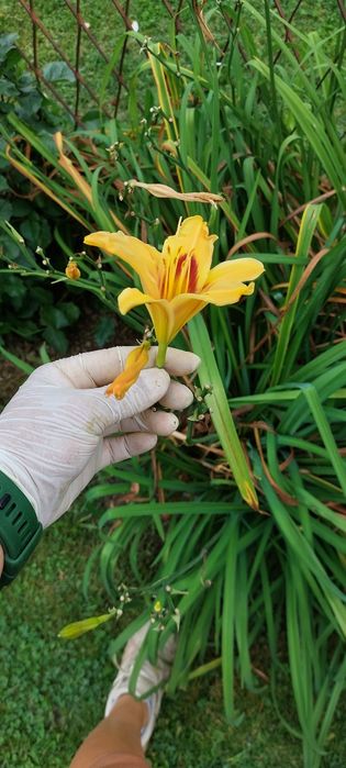 Liliowiec sadzonka