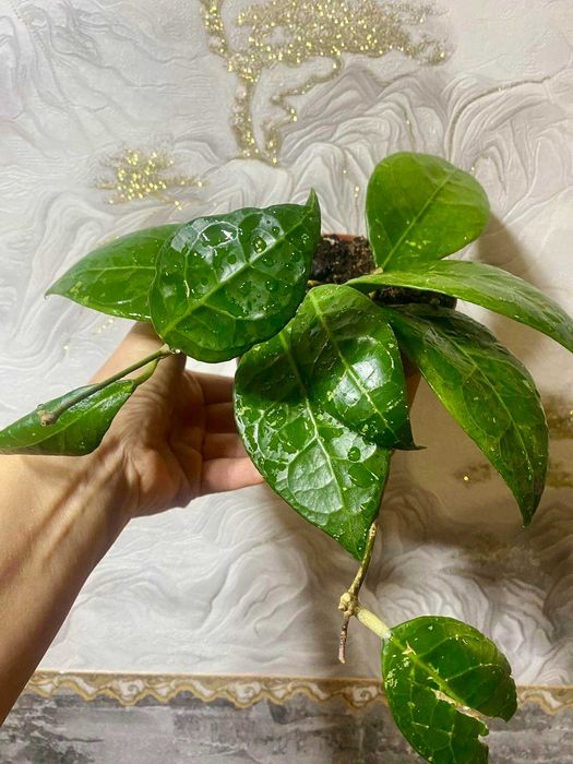 Hoya  Verticcillata Wayang Splash ( Хойя Вертикулата Ваянг Сплеш )