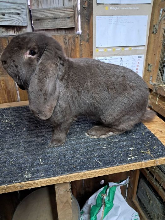 Baran francuski hawana