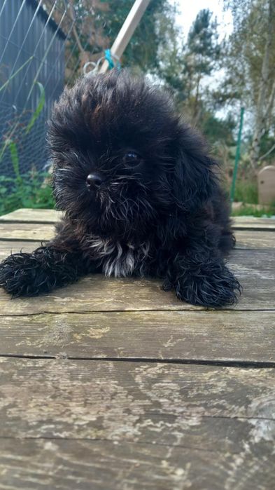 Mały Panicz SHIHTZU