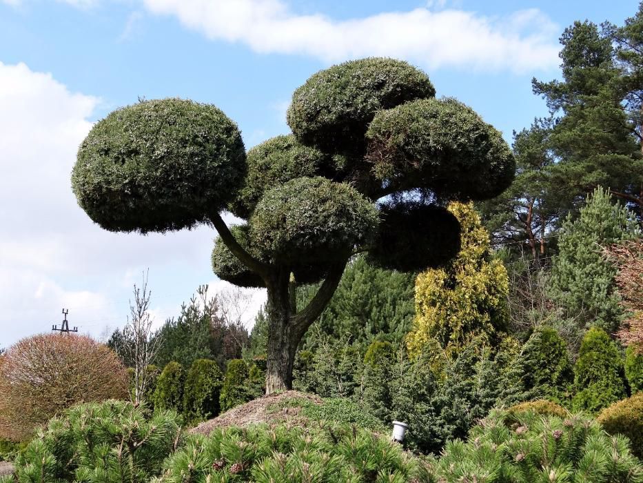 OKAZJA Bonsai ogrodowy a Jałowiec Hetzii 40 lat, 9 kul