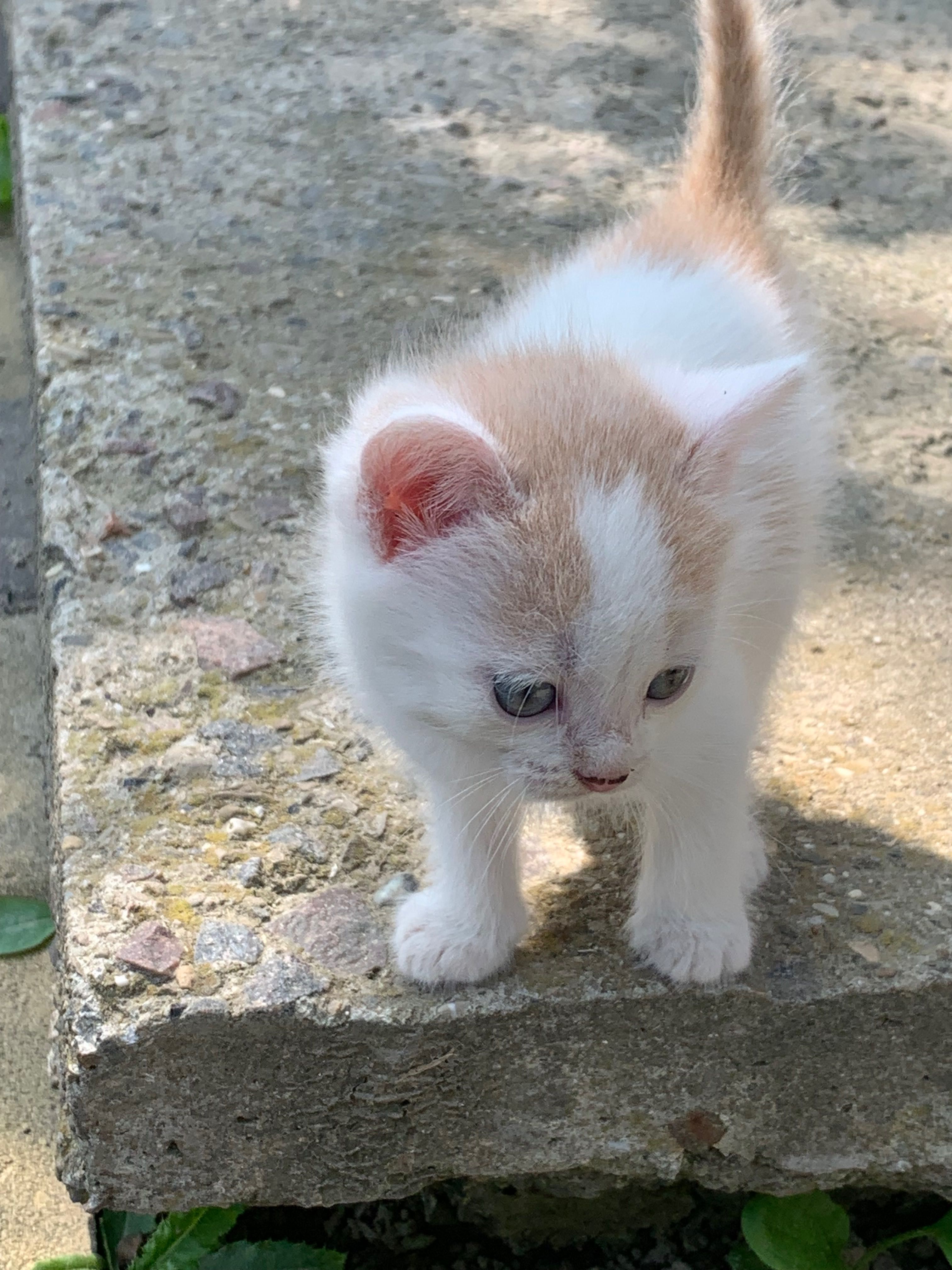 Котики в добрі руки