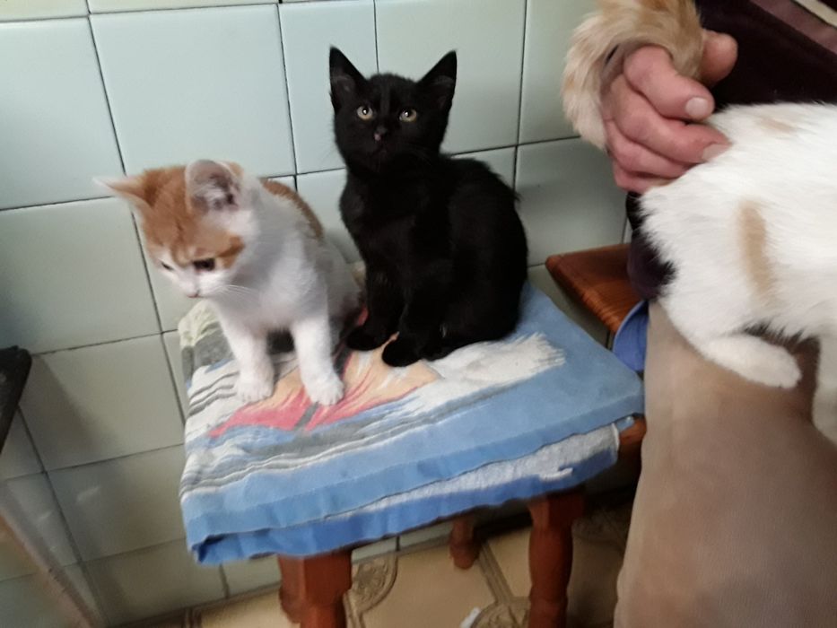 Котинята трьохмісячні