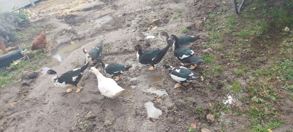 Kaczki i Kaczory tegoroczne