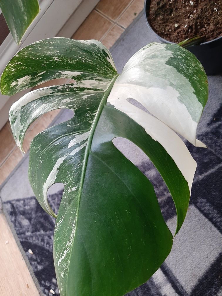 Monstera variegata, duża roślina.