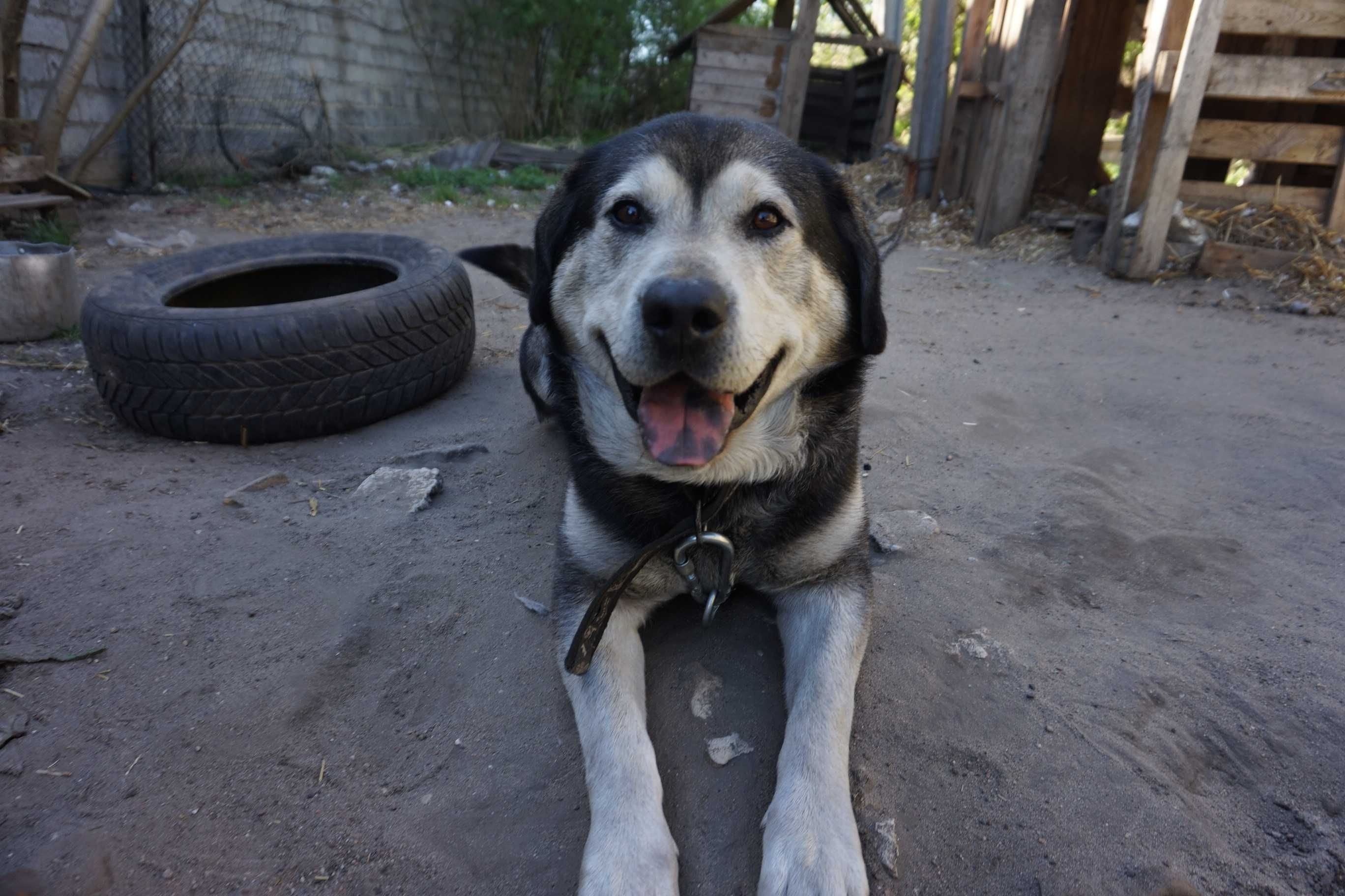 Mieszaniec husky i labradora szuka kochajacej rodziny