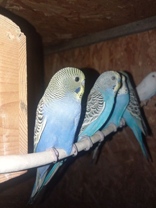 Sprzedam papugi faliste