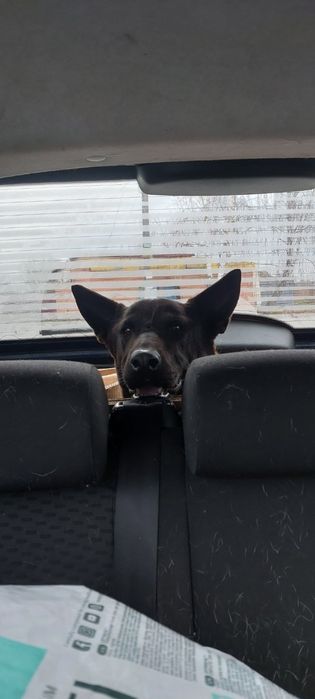 Собака в добрі руки!