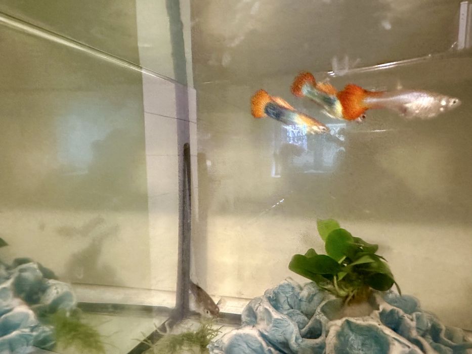 Gubiki zwierzeta akwariowe samiec