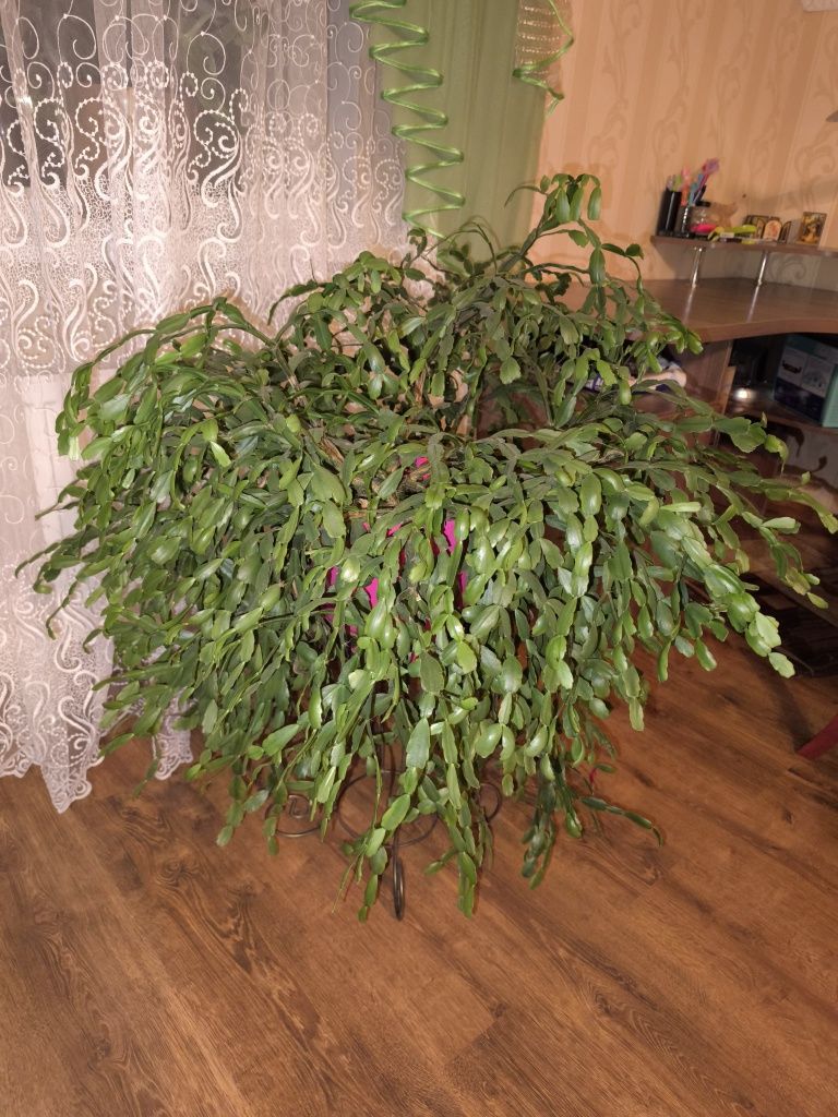 Продам кімнатні квіти