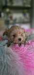 Maltipoo szczeniaczek