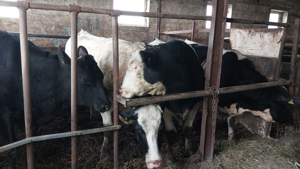 Jałówki wysokocielne