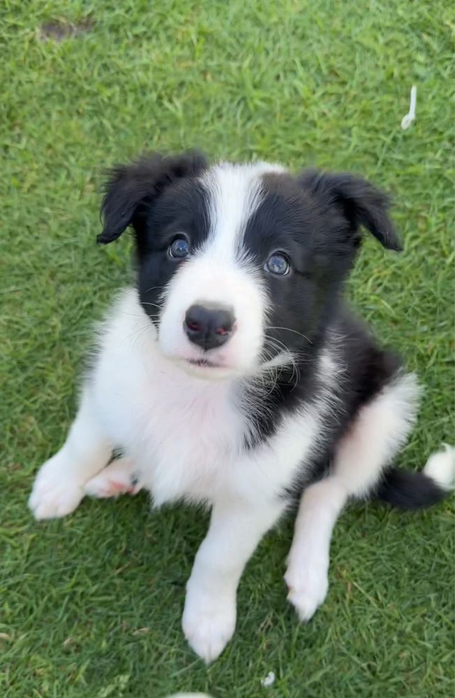 2 miesieczna suczka Border Collie