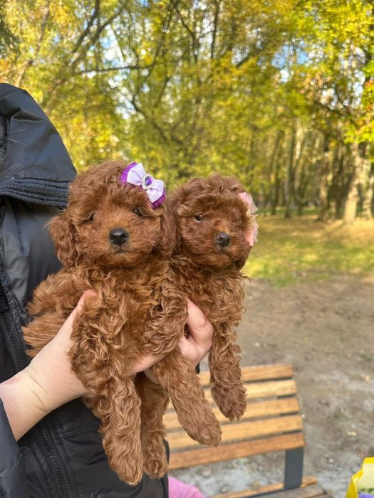 Niesamowita dziewczynka toy pudel FCI
