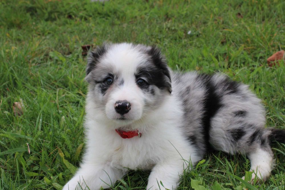 Border Collie piesek blue merle