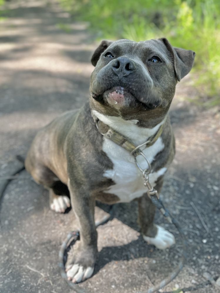 Śliniak American Bully