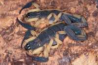 Centruroides bicolor редкий древесный скорпион малыши