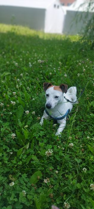 Кобель Джек Рассел в'язка.