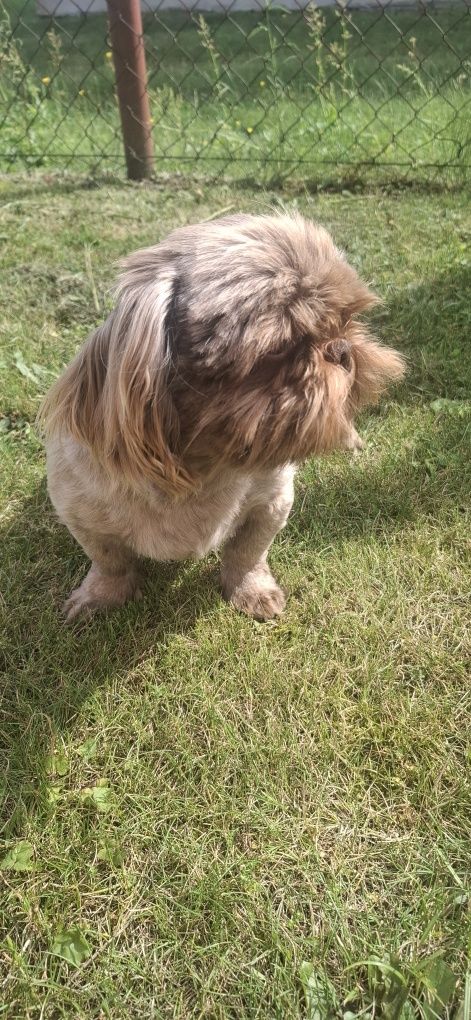 Piesek rasy shih tzu