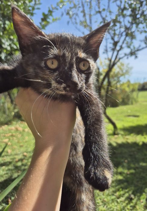 Gatinha Bebé para Adoção
