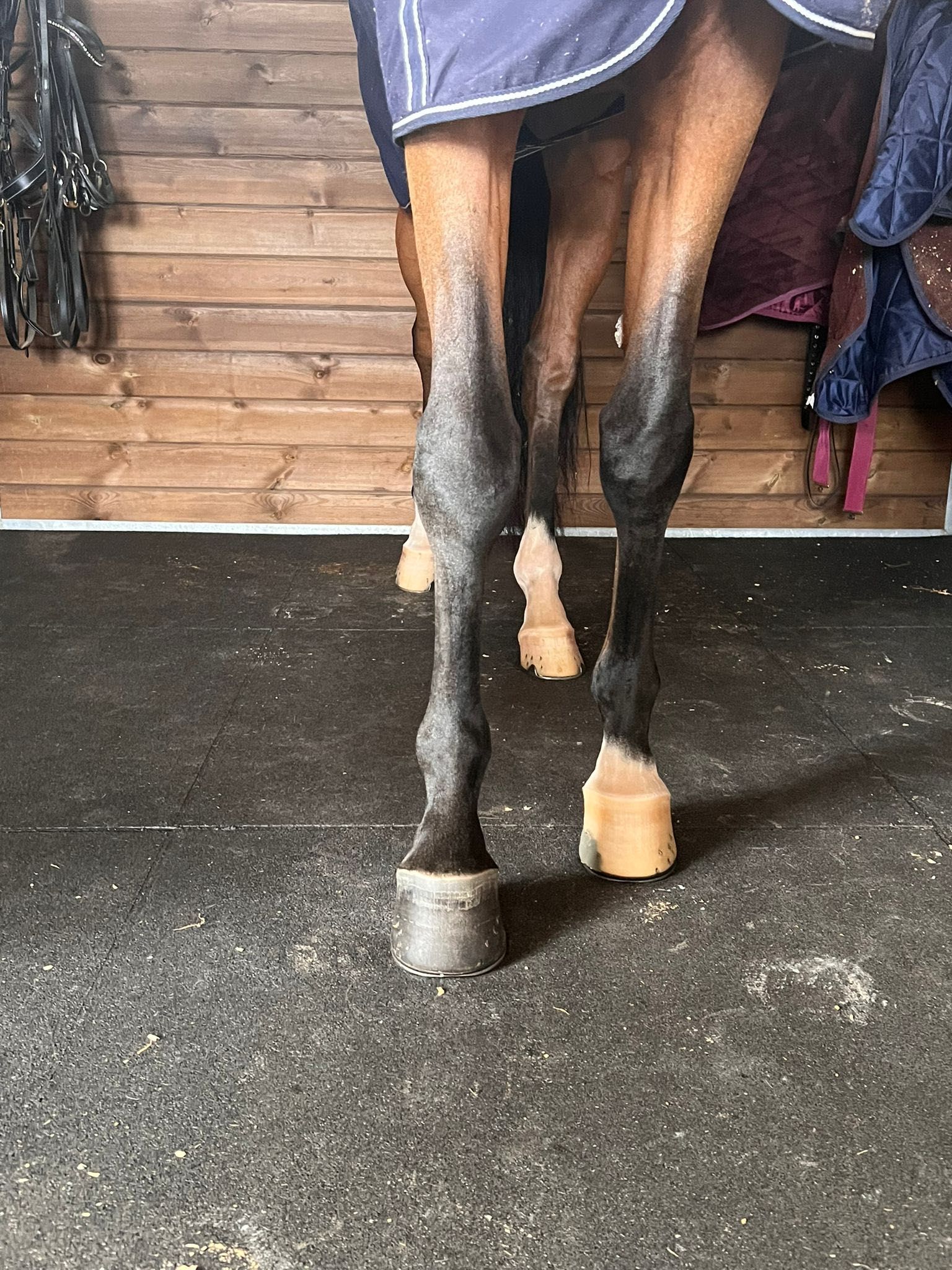 Piso Equestres de elevada qualidade