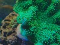 Lobophyton koralowce morskie akwarium