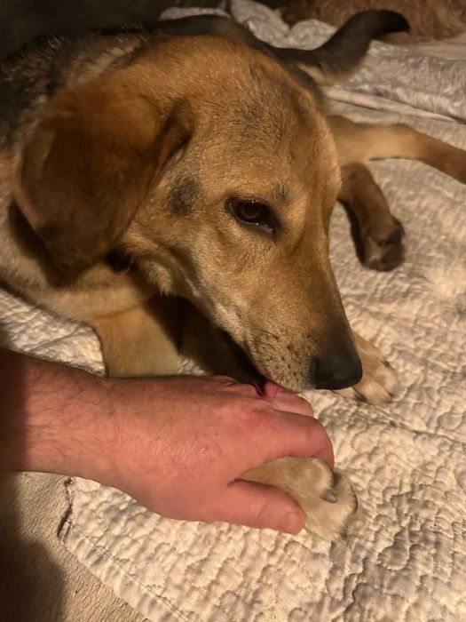 Suczka do adopcji LADY