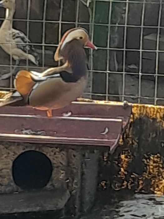 Patos ,pavões  azul, novos ,perdizes Califórnia