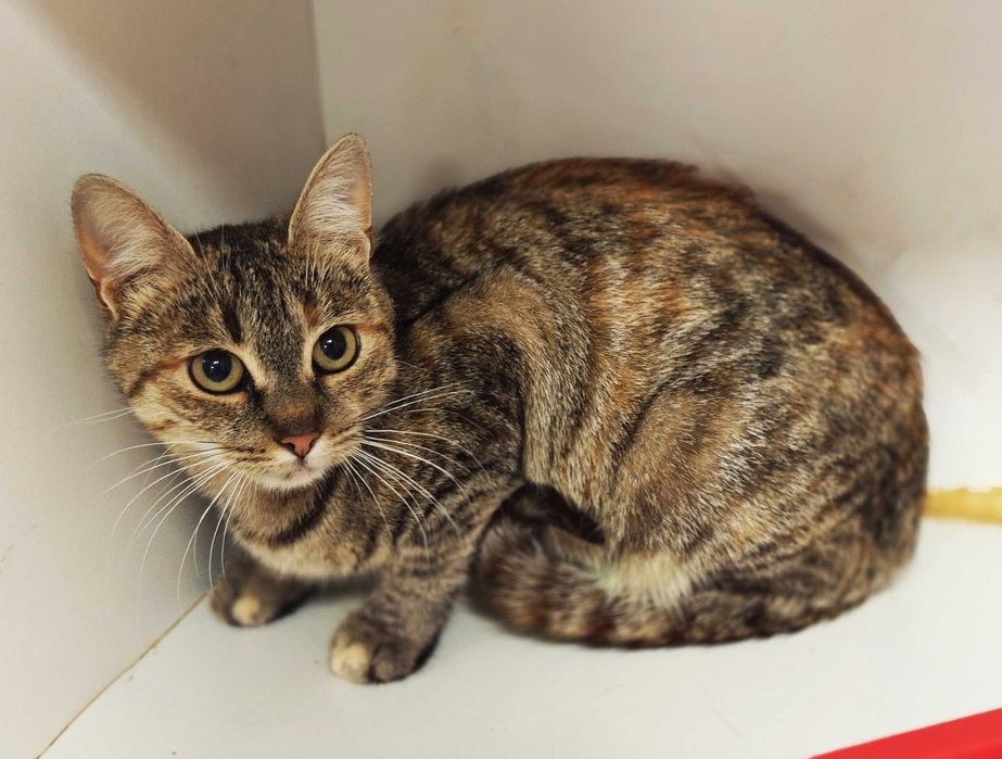 Заберіть Жасмін додому,будь ласка, це її останній шанс! Кішка 10 міс