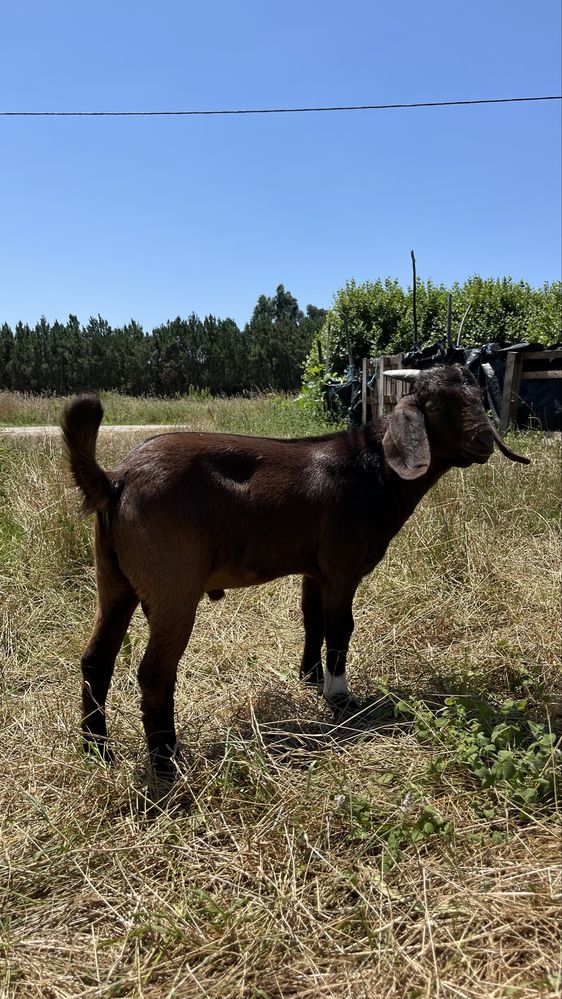 Macho boer       .