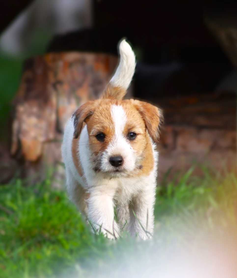 Jack Russell Terrier ZKwP, FCI piesek