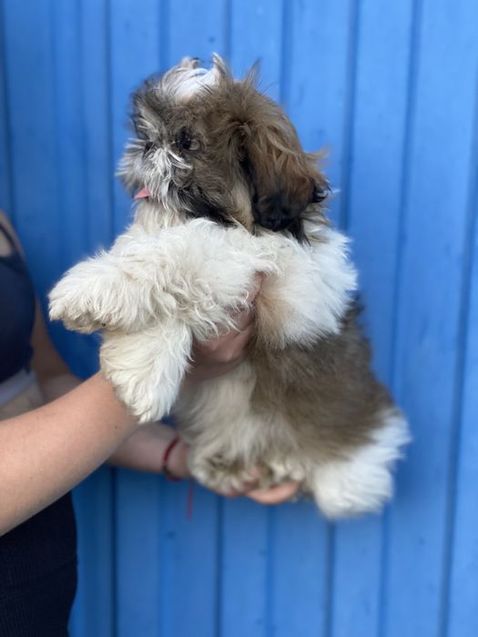 Хлопчик і дівчинка шитцу  шукає мам пап